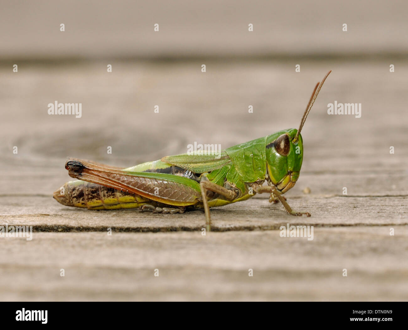 Male Meadow Grasshopper - Chorthippus parallelus Stock Photo