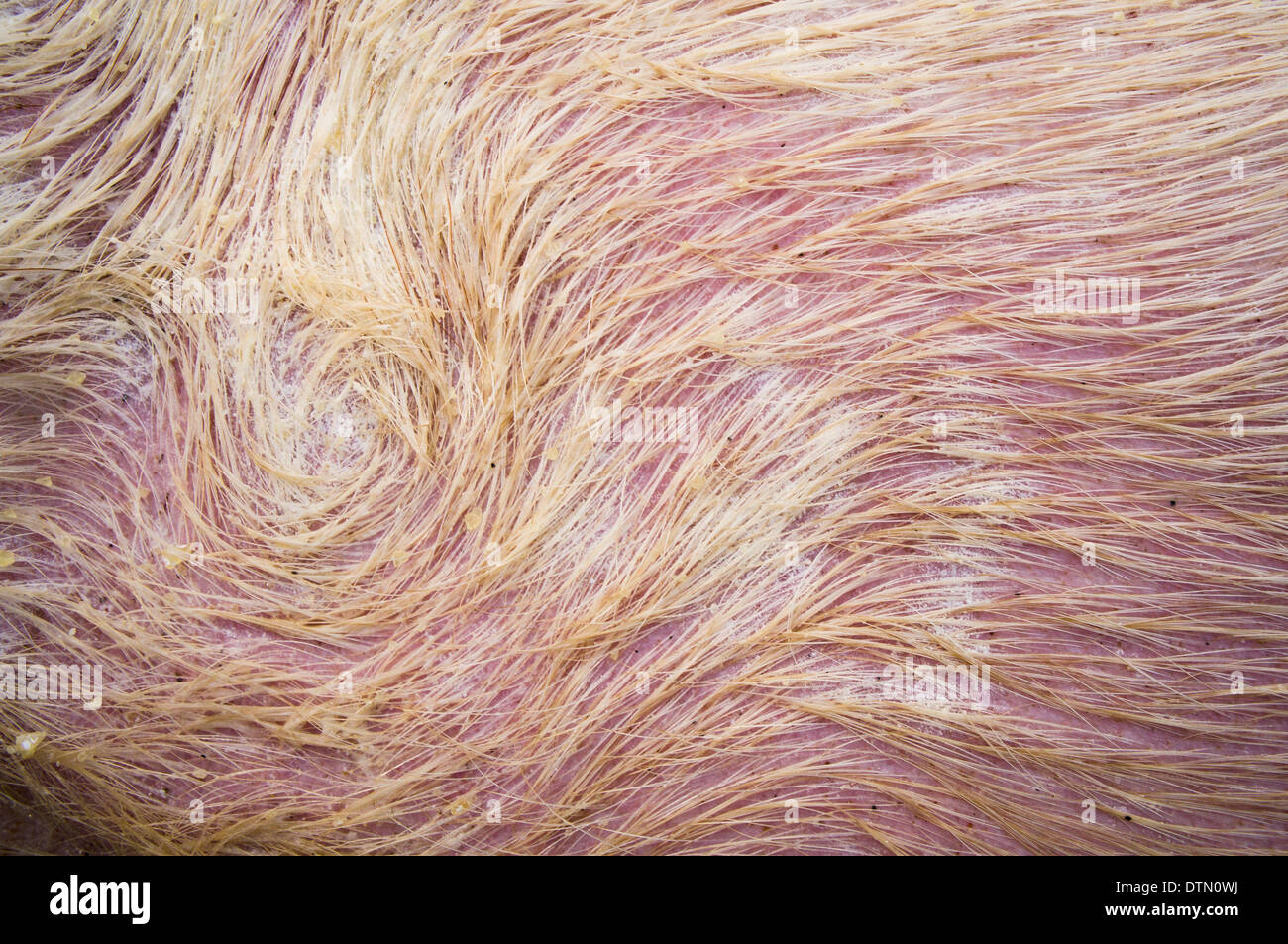 hogkilling time, pig hairs Stock Photo Alamy