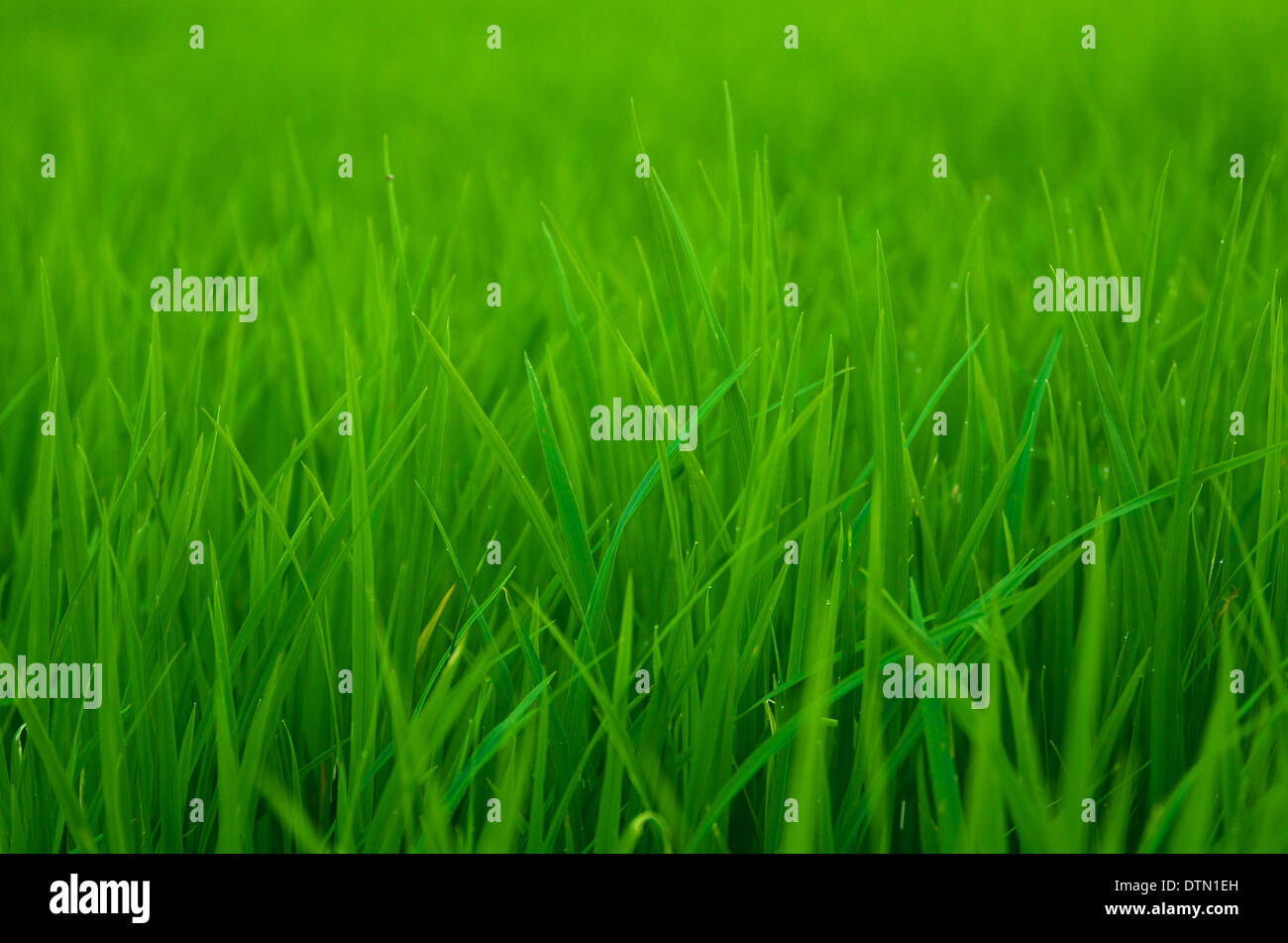 Grass asia hi-res stock photography and images - Alamy