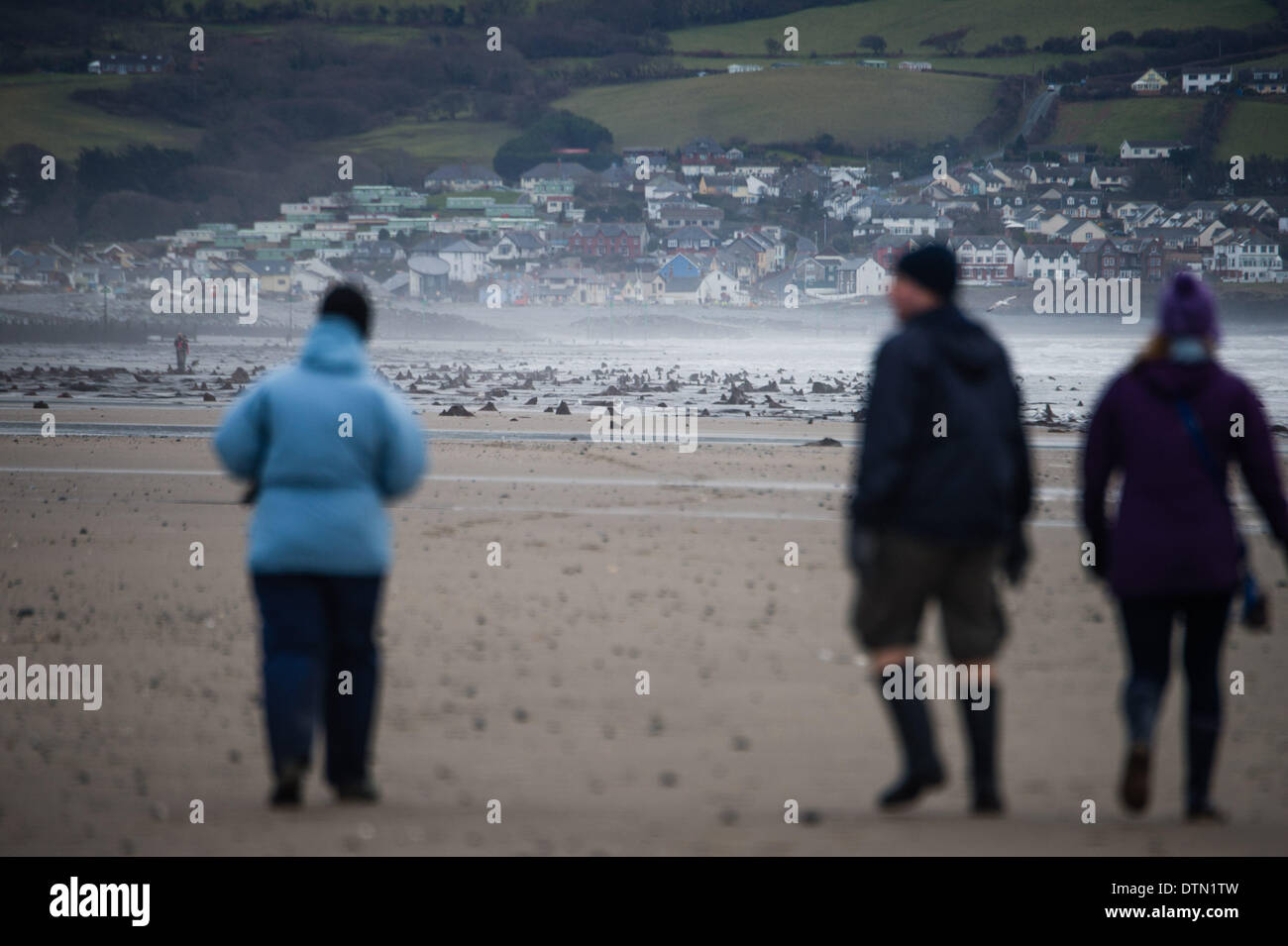 Borth, Wales, UK. 19th Feb 2014. The recent huge storms and gale force winds have stripped away much of the sand from stretches of the beach between  Borth and Ynyslas on the west wales coast north of Aberystwyth, revealing  ancients forests, with the remains of oak trees dating back to the Bronze Age,  6,000 years ago.  The ancient remains are said by some to be the origins of the legend of ‘Cantre’r Gwealod’ , a mythical kingdom now submerged under the waters pif Cardigan Bay. Credit:  keith morris/Alamy Live News Stock Photo