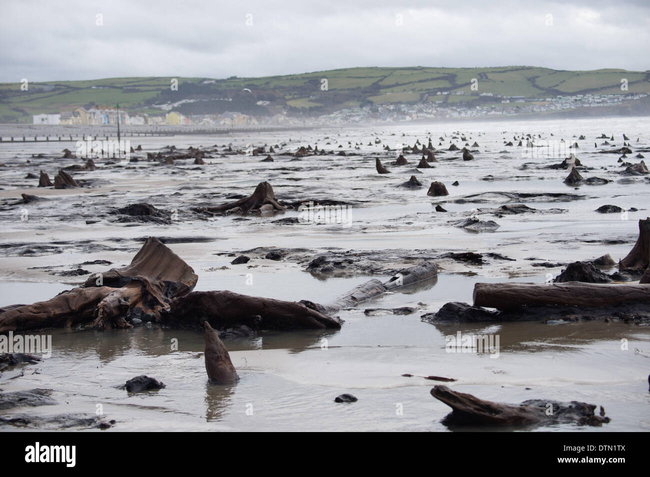 Borth, Wales, UK. 19th Feb 2014.   The recent huge storms and gale force winds have stripped away much of the sand from stretches of the beach between  Borth and Ynyslas on the west wales coast north of Aberystwyth, revealing  ancients forests, with the remains of oak trees dating back to the Bronze Age,  6,000 years ago.  The ancient remains are said by some to be the origins of the legend of ‘Cantre’r Gwealod’ , a mythical kingdom now submerged under the waters pif Cardigan Bay    Credit:  keith morris/Alamy Live News Stock Photo