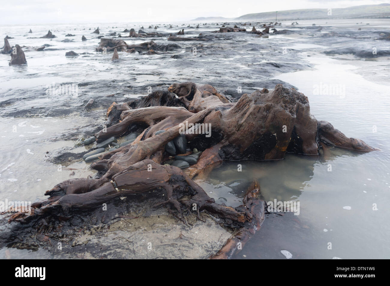 Borth, Wales, UK. 19th Feb 2014.   The recent huge storms and gale force winds have stripped away much of the sand from stretches of the beach between  Borth and Ynyslas on the west wales coast north of Aberystwyth, revealing  ancients forests, with the remains of oak trees dating back to the Bronze Age,  6,000 years ago.  The ancient remains are said by some to be the origins of the legend of ‘Cantre’r Gwealod’ , a mythical kingdom now submerged under the waters pif Cardigan Bay    Credit:  keith morris/Alamy Live News Stock Photo