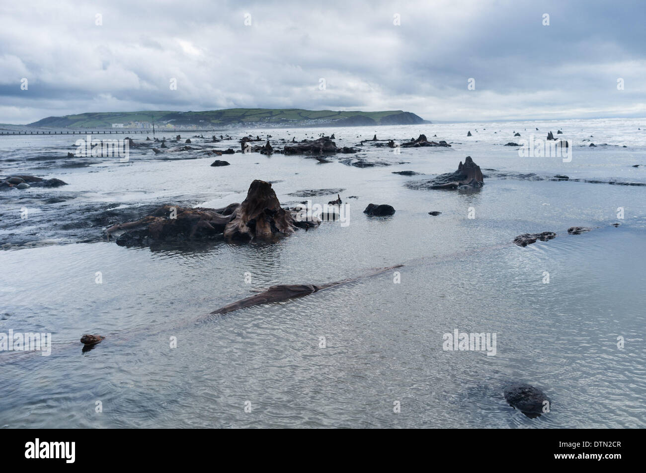 Borth, Wales, UK. 19th Feb 2014.   The recent huge storms and gale force winds have stripped away much of the sand from stretches of the beach between  Borth and Ynyslas on the west wales coast north of Aberystwyth, revealing  ancients forests, with the remains of oak trees dating back to the Bronze Age,  6,000 years ago.  The ancient remains are said by some to be the origins of the legend of ‘Cantre’r Gwealod’ , a mythical kingdom now submerged under the waters pif Cardigan Bay    Credit:  keith morris/Alamy Live News Stock Photo