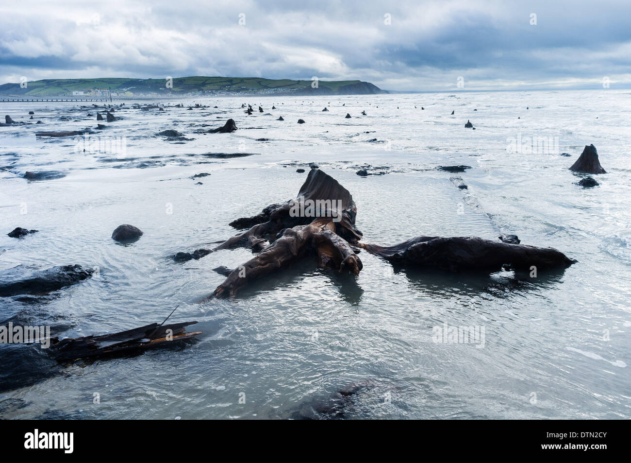 Borth, Wales, UK. 19th Feb 2014.   The recent huge storms and gale force winds have stripped away much of the sand from stretches of the beach between  Borth and Ynyslas on the west wales coast north of Aberystwyth, revealing  ancients forests, with the remains of oak trees dating back to the Bronze Age,  6,000 years ago.  The ancient remains are said by some to be the origins of the legend of ‘Cantre’r Gwealod’ , a mythical kingdom now submerged under the waters pif Cardigan Bay    Credit:  keith morris/Alamy Live News Stock Photo