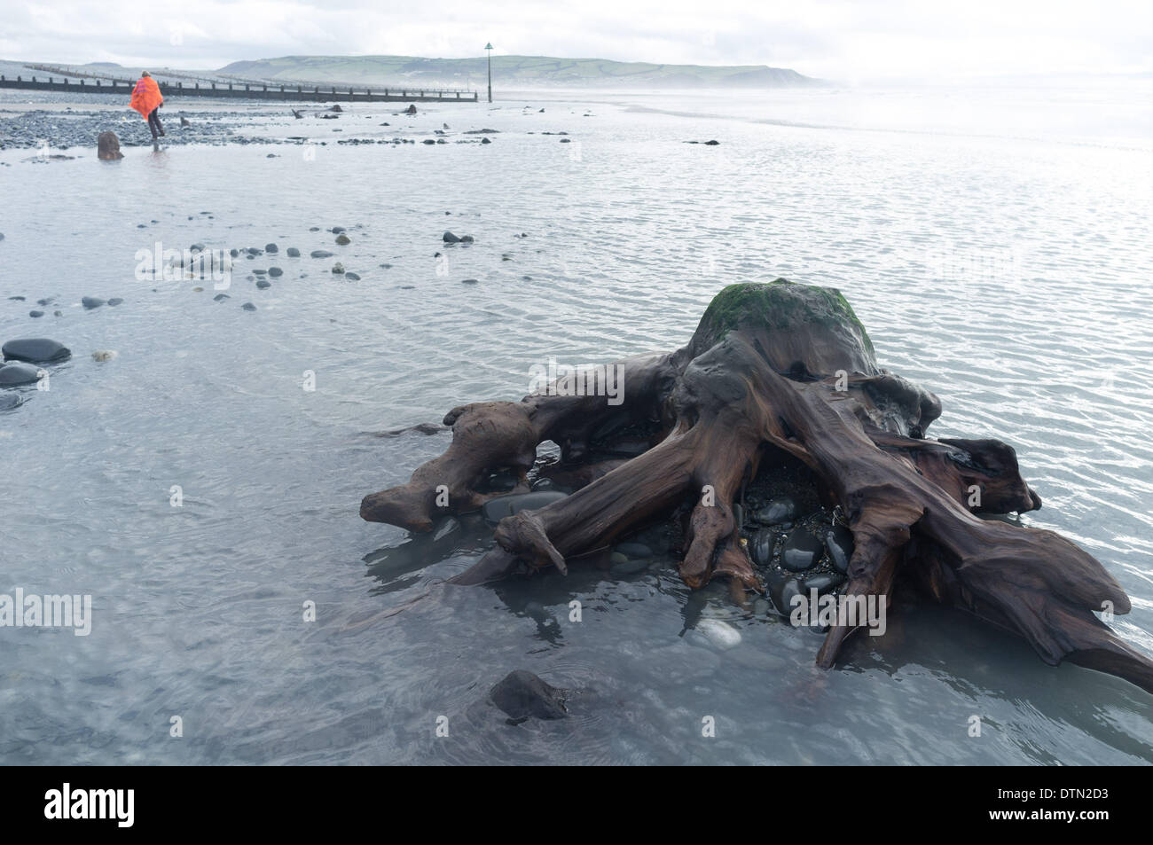 Borth, Wales, UK. 19th Feb 2014.   The recent huge storms and gale force winds have stripped away much of the sand from stretches of the beach between  Borth and Ynyslas on the west wales coast north of Aberystwyth, revealing  ancients forests, with the remains of oak trees dating back to the Bronze Age,  6,000 years ago.  The ancient remains are said by some to be the origins of the legend of ‘Cantre’r Gwealod’ , a mythical kingdom now submerged under the waters pif Cardigan Bay    Credit:  keith morris/Alamy Live News Stock Photo