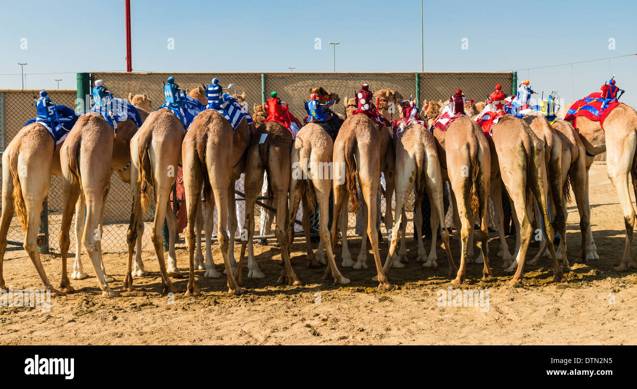 camel racing at Dubai Camel Racing Club at Al Marmoum in Dubai United ...