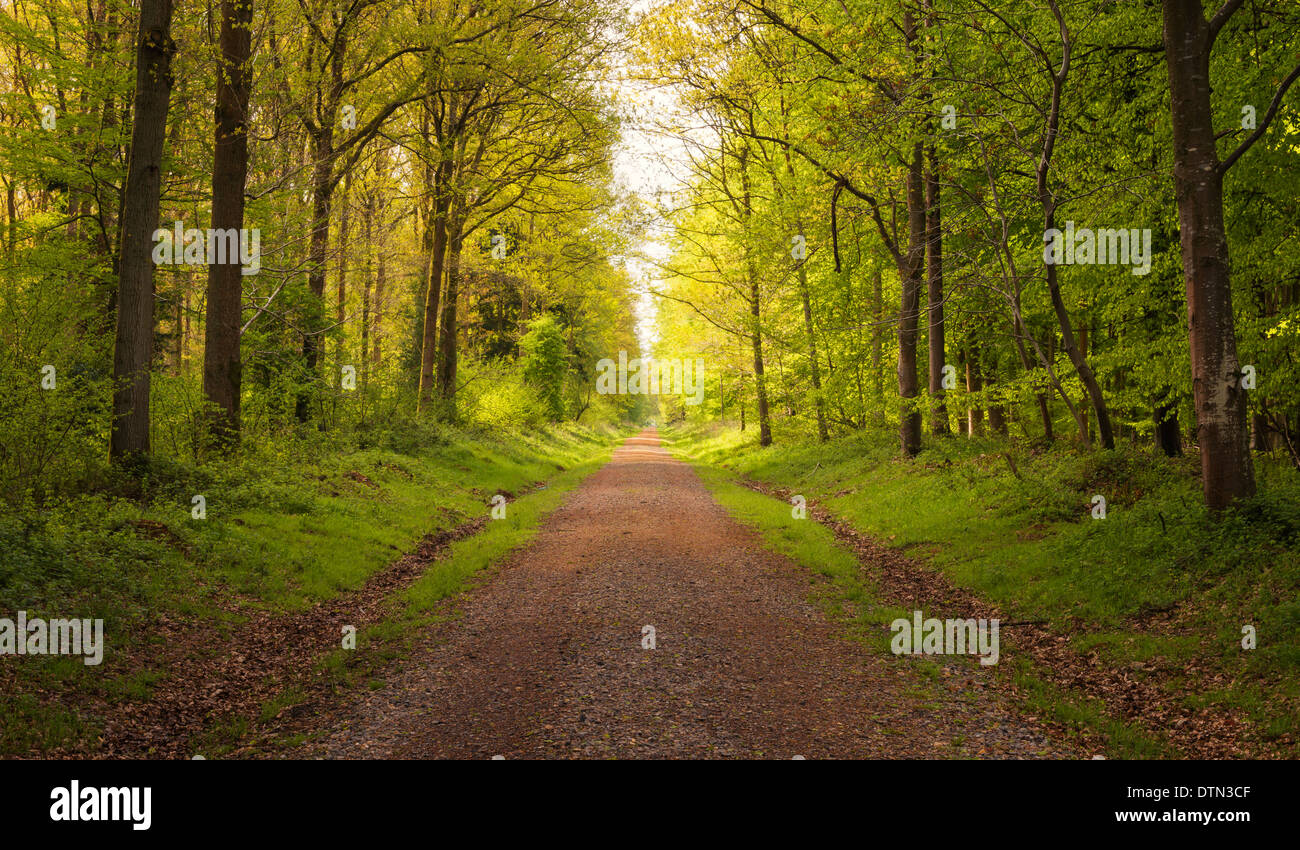 Forest path sunbeams forests hi-res stock photography and images - Alamy