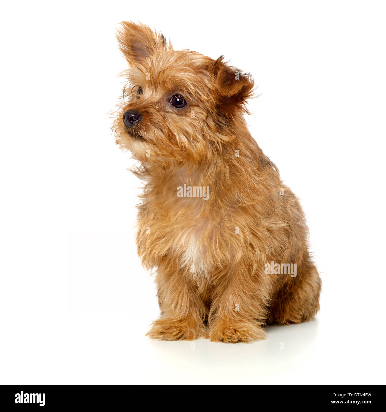 Yorkie with Star Wars toys Stock Photo by bluelily52