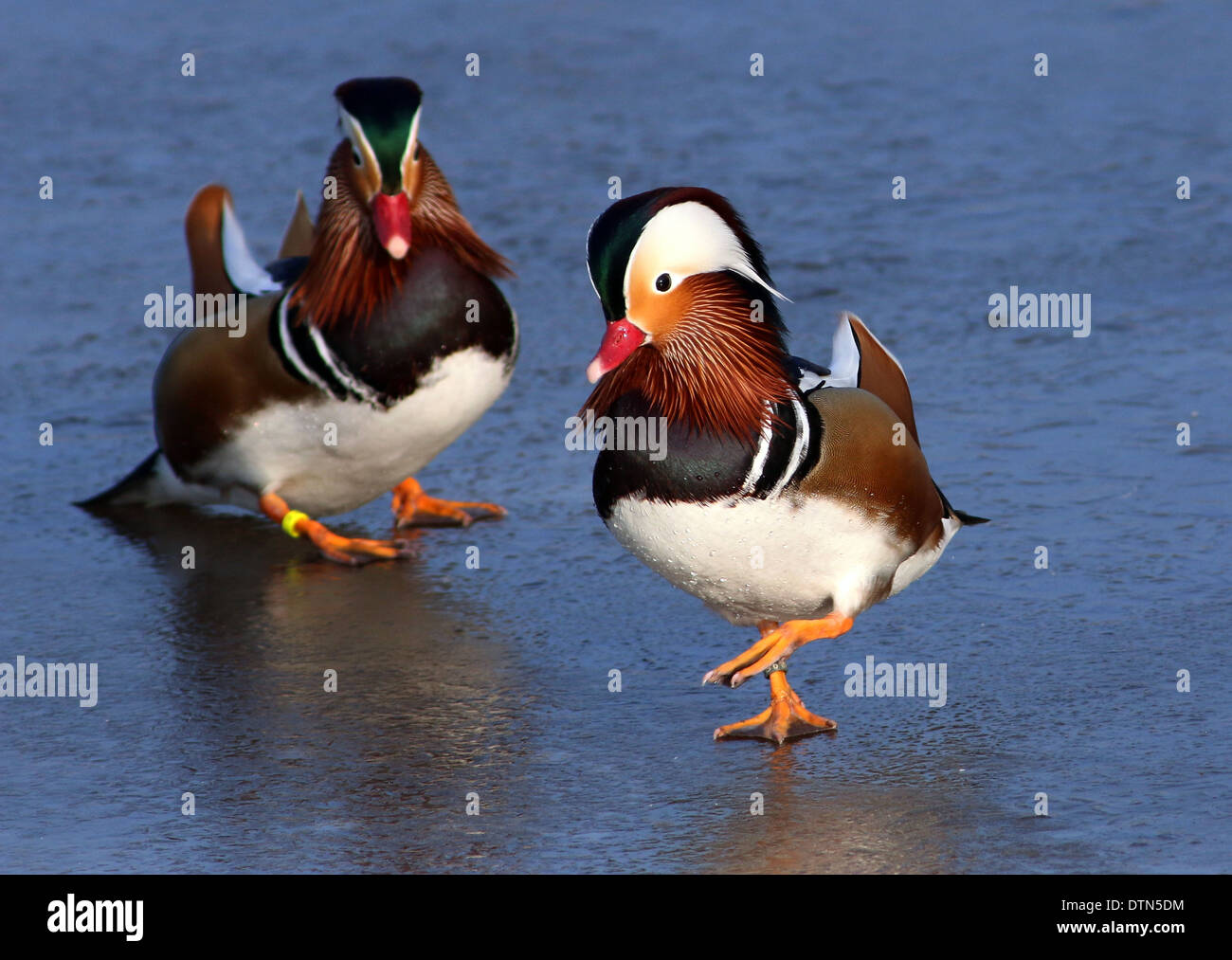 Two Male Mandarin Ducks (Aix galericulata Stock Photo - Alamy