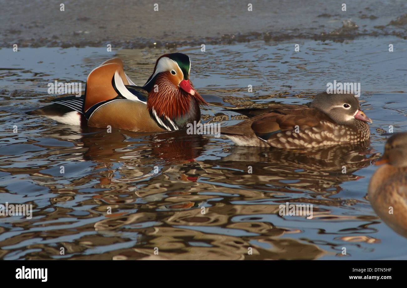 Male and female Mandarin Duck (Aix galericulata) swimming in pond Stock ...