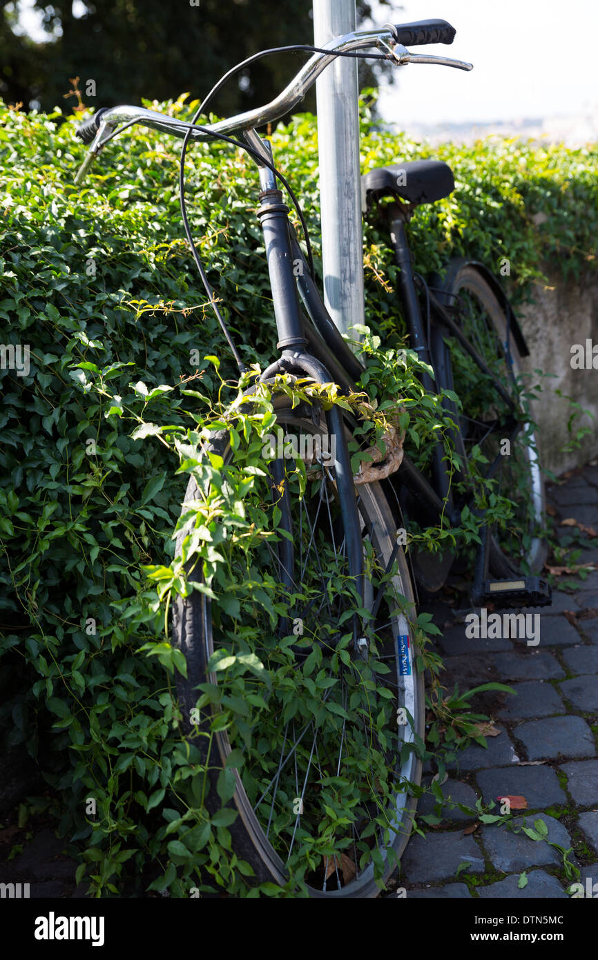 Ivy leaves growing on a on bike Stock Photo
