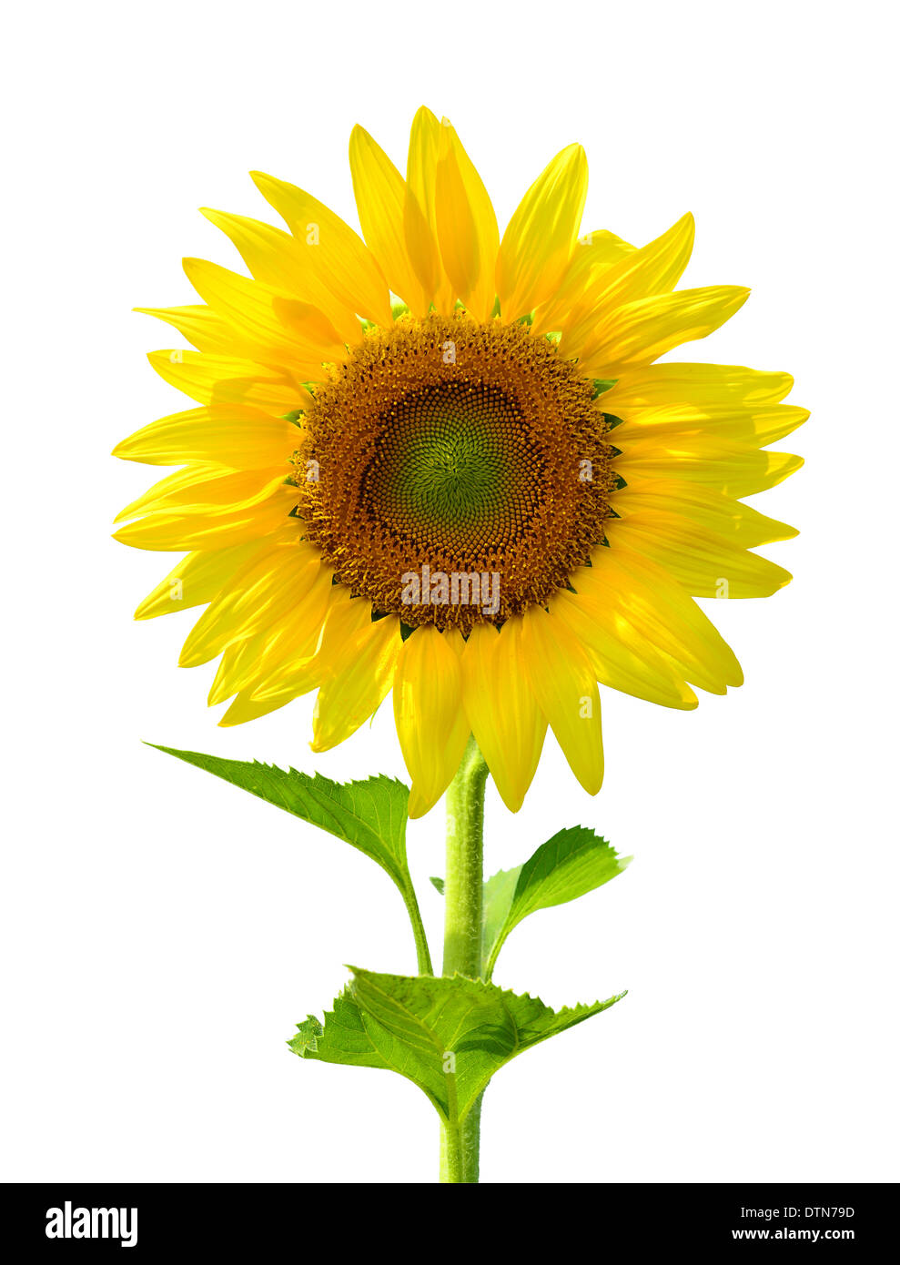 Sunflower isolated on white Stock Photo - Alamy