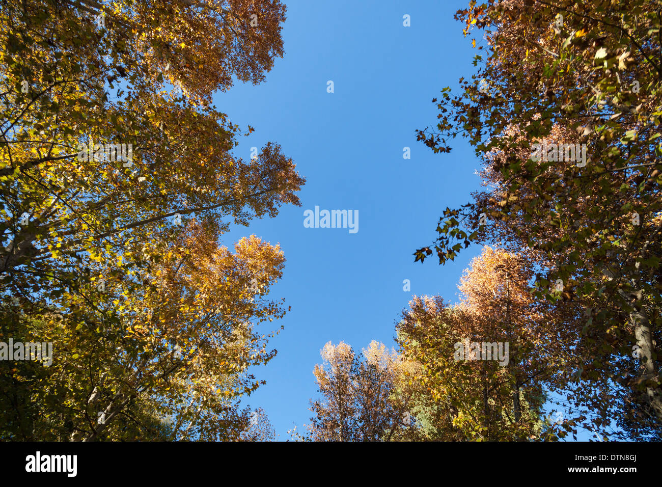 Autumn forest park trees treetop hi-res stock photography and images ...