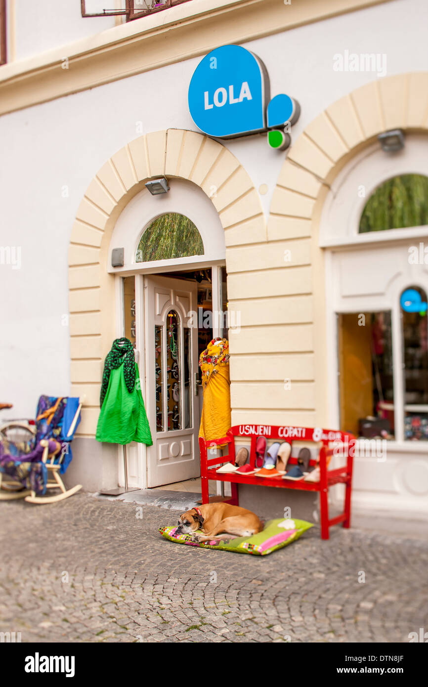 Dog resting front of the store Ljubljana, Slovenia Stock Photo