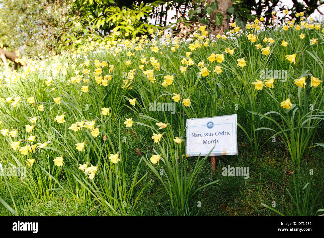 Earliest daffodils hires stock photography and images Alamy