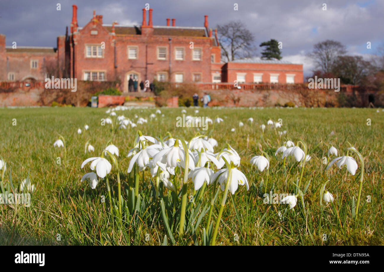 Snowdrops(Galanthus nivalis)  flowering on the lawns at Hodsock Priory (pictured), during the annual snowdrop celebration event, Nottinghamshire, UK Stock Photo