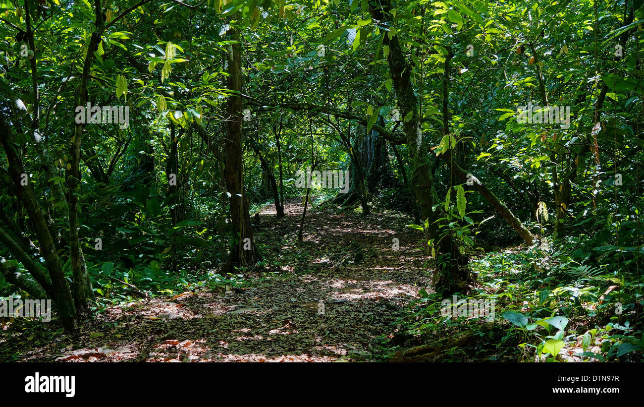 Footpath into the jungle with dense vegetation, Panama, Bocas del Toro, Central America Stock Photo