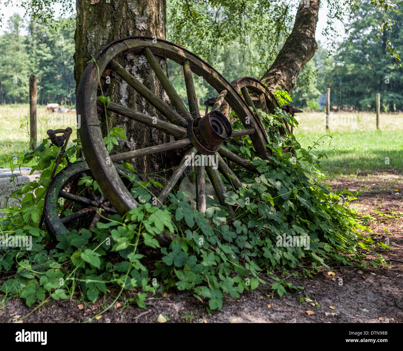 Old wagon wheels abandoned in a field on a farm in the Spreewald, UNESCO Biosphere reserve Stock Photo