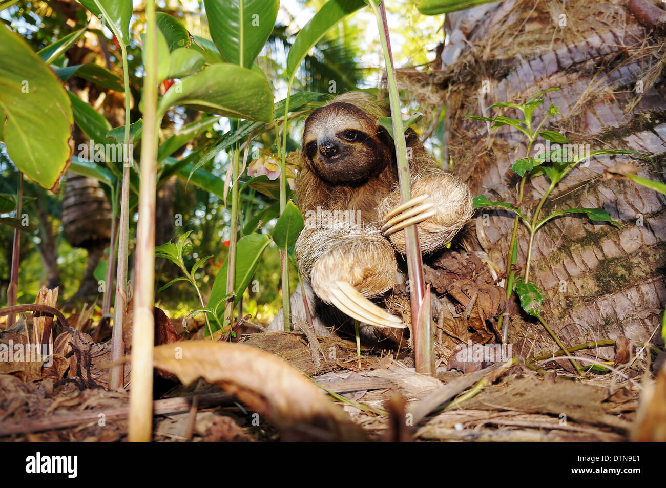Three-toed sloth on the ground, Costa Rica, Central America Stock Photo