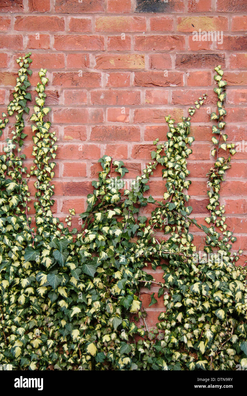 Common ivy (Hedera Helix) creeping up a red brick wall, England, UK Stock Photo