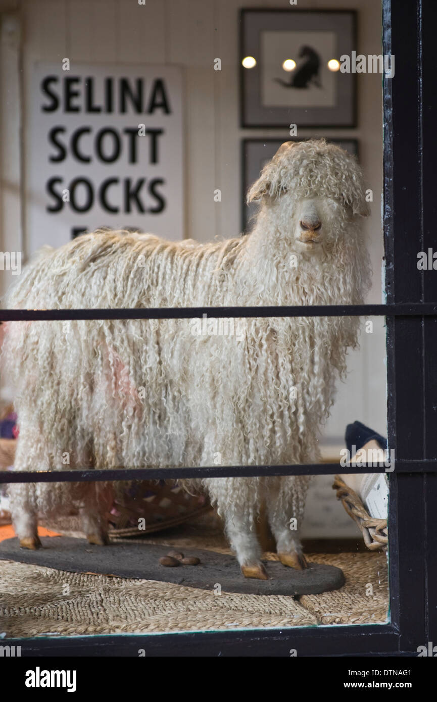 Goat in wool shop window display in Malton North Yorkshire England UK Stock Photo