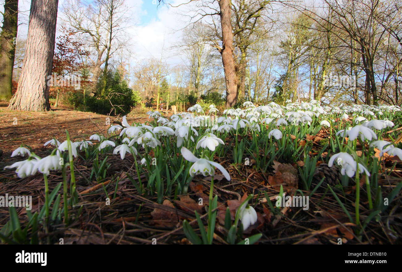 Low angle close up of snowdrops (Galanthus flore pleno ) flowering in a woodland garden at Hodsock Priory, Notts, England, UK Stock Photo
