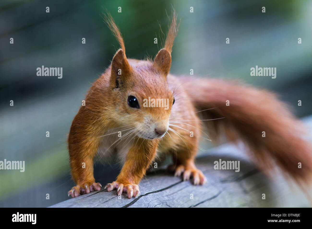British Red Squirrel on wooden post Stock Photo