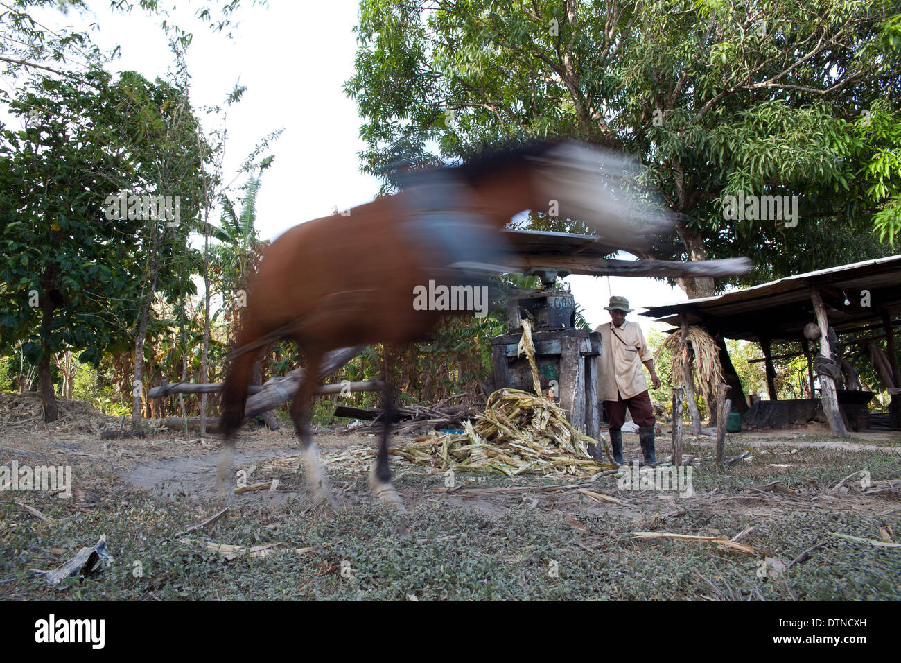 Horse walking in circle to give power to a sugarcane-juice machine, near Penonome, Cocle province, Republic of Panama. Stock Photo