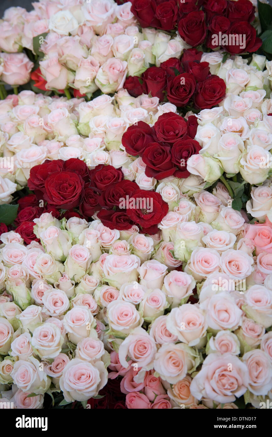 Pink and red roses bunched together Stock Photo