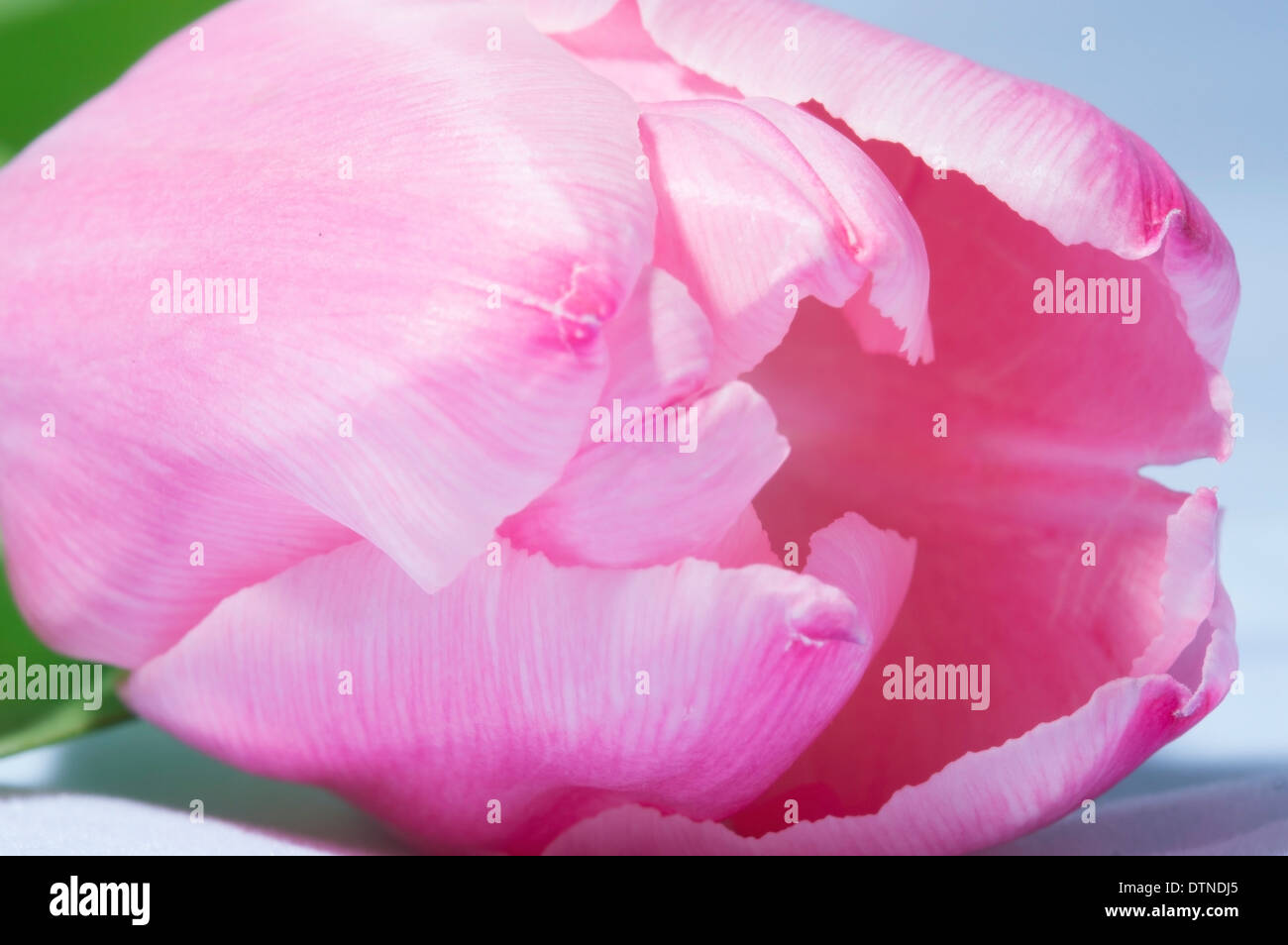 TULIP IN CLOSE UP Stock Photo - Alamy