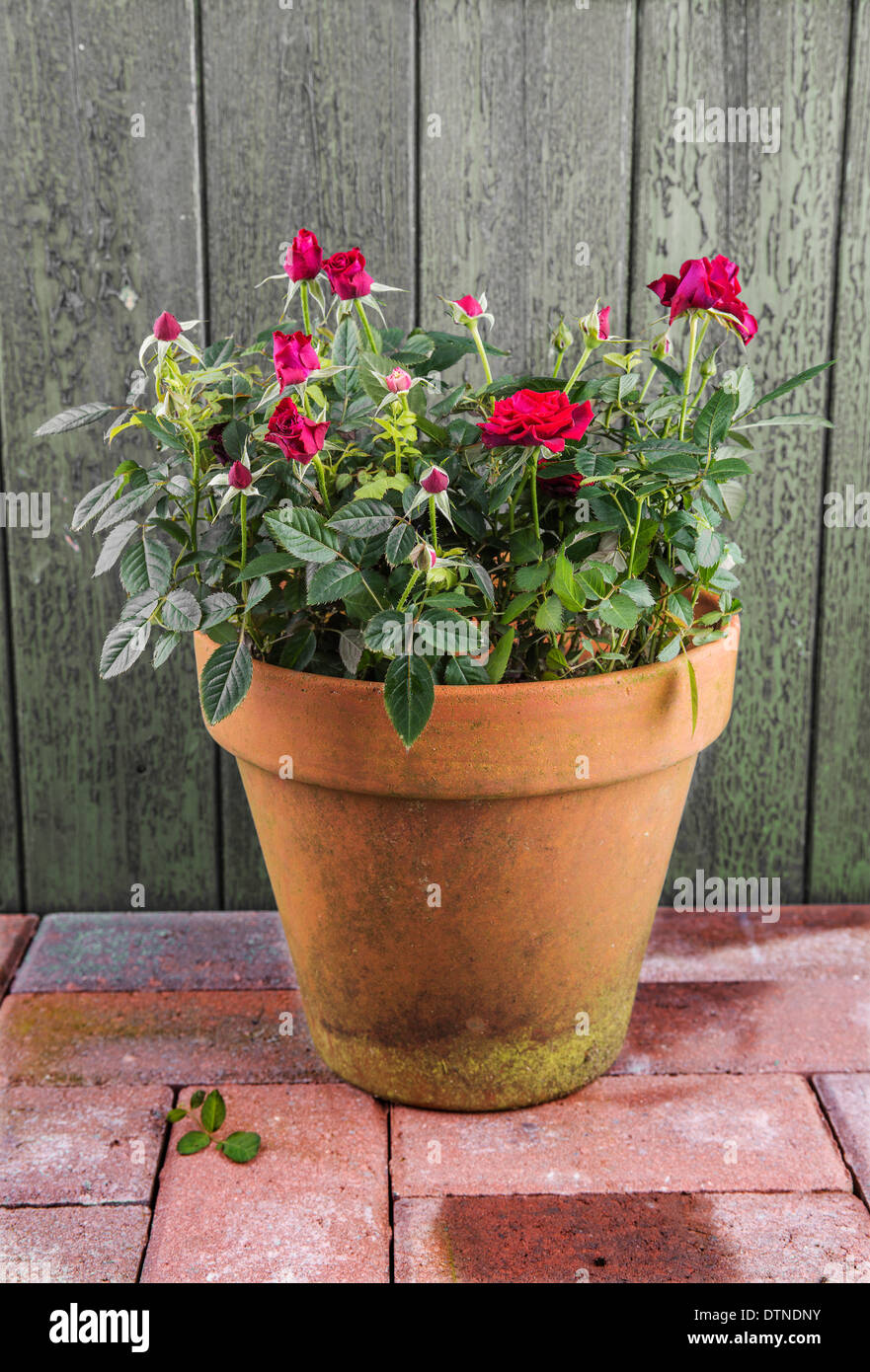 Old terracotta pot hires stock photography and images Alamy