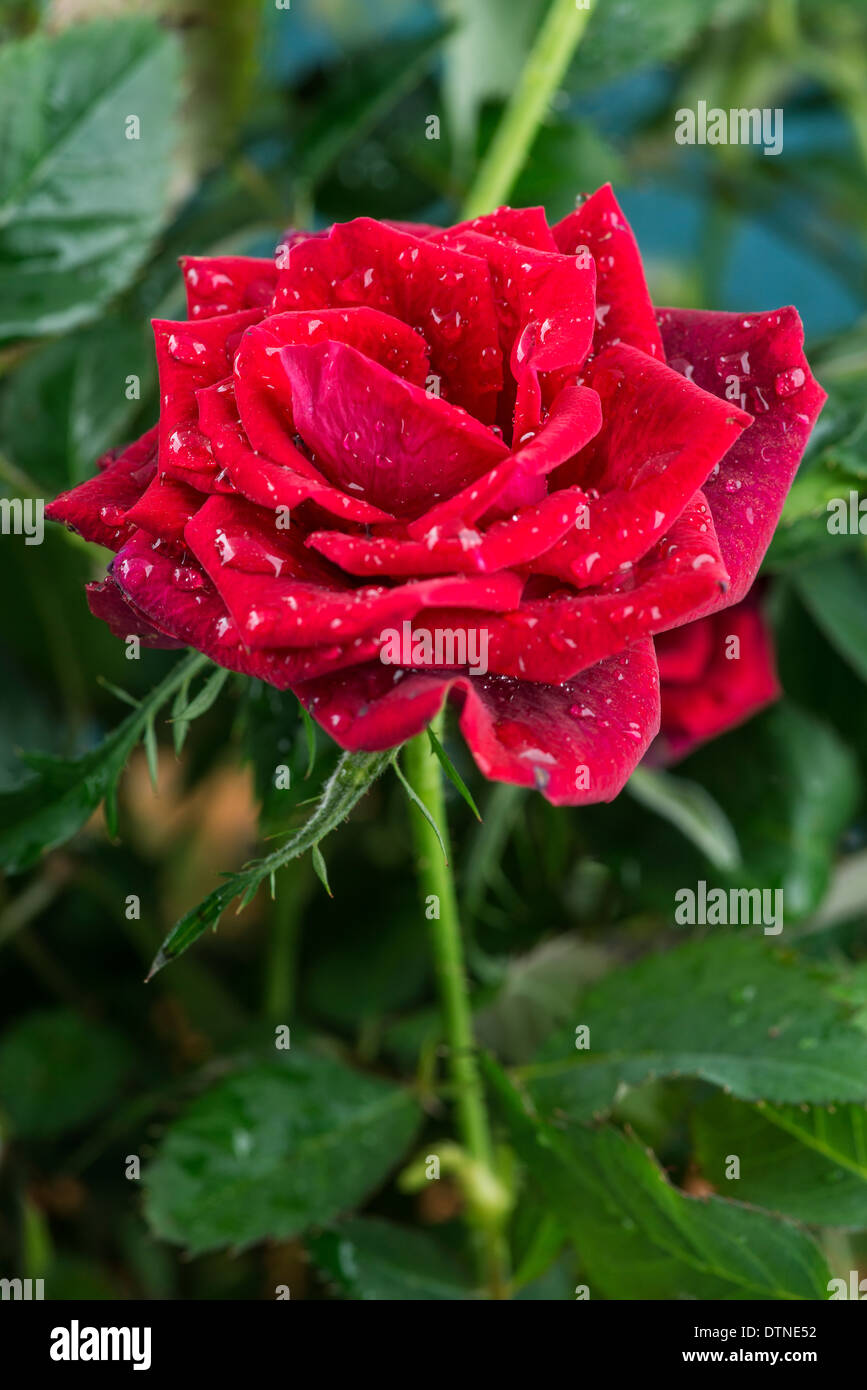 Miniature red rose Stock Photo Alamy