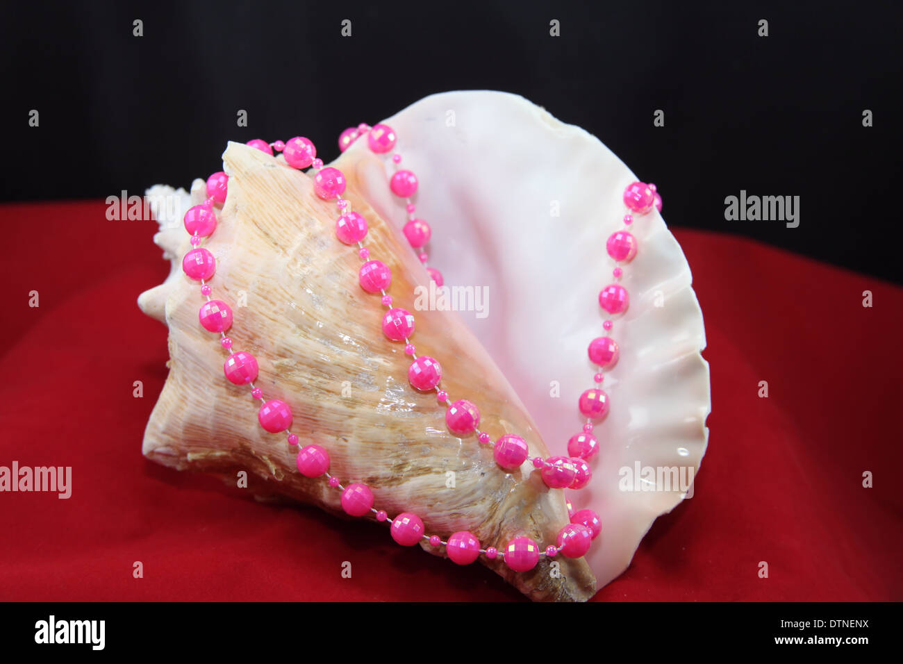 Pink conch hires stock photography and images Alamy