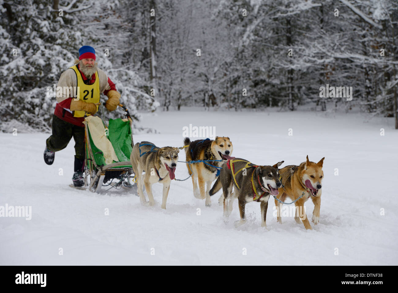 Older bearded male musher exiting snowy forest on four dog sled race event at Marmora Snofest Ontario Canada with snow covered trees Stock Photo