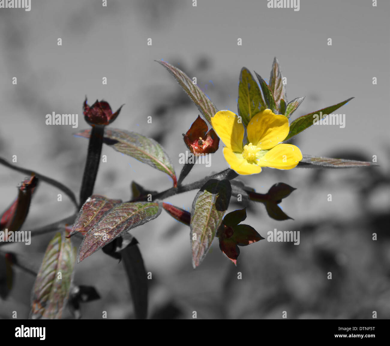 YELLOW FLOWERS ON BLACK AND WHITE PHOTO Stock Photo
