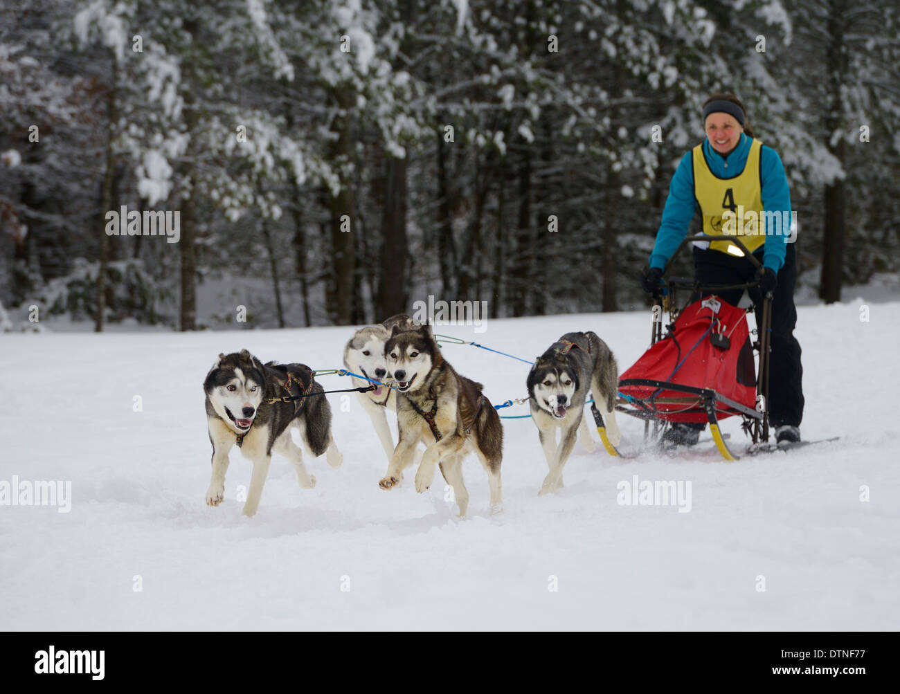 Female musher with Huskies passing snowy forest on four dog sled race event at Marmora Snofest Ontario Stock Photo