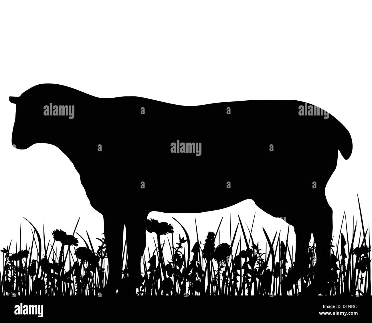 Sheep in the meadow Stock Photo - Alamy