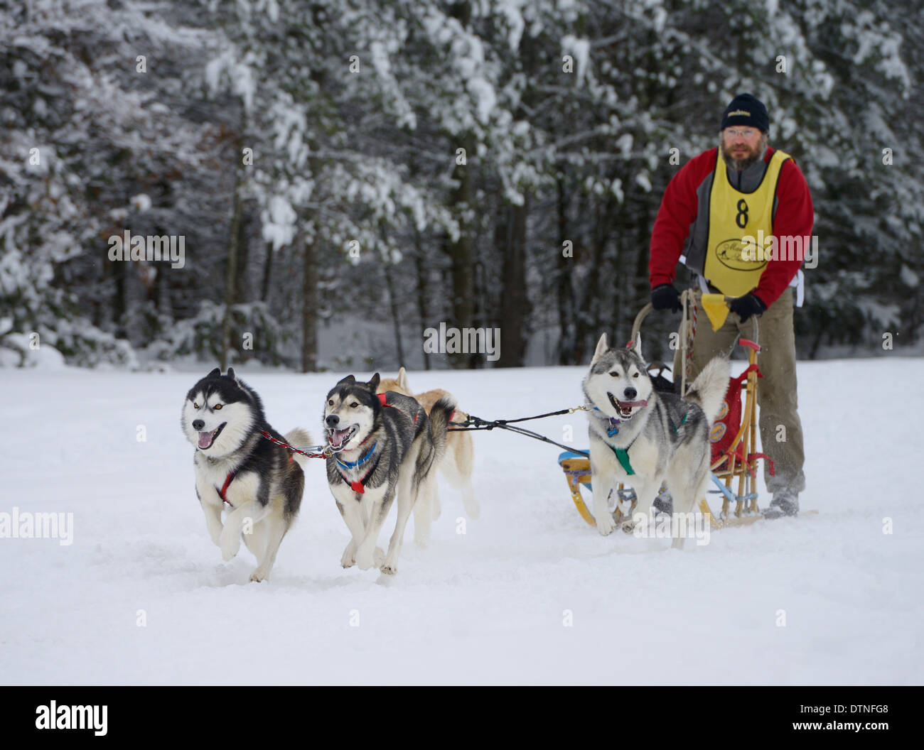 Male musher with Huskies at start of four dog sled race event at Marmora Snofest Stock Photo