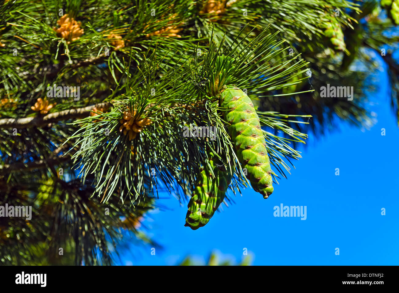 Pinus peuce (Macedonian pine) against the blue sky closeup Stock Photo
