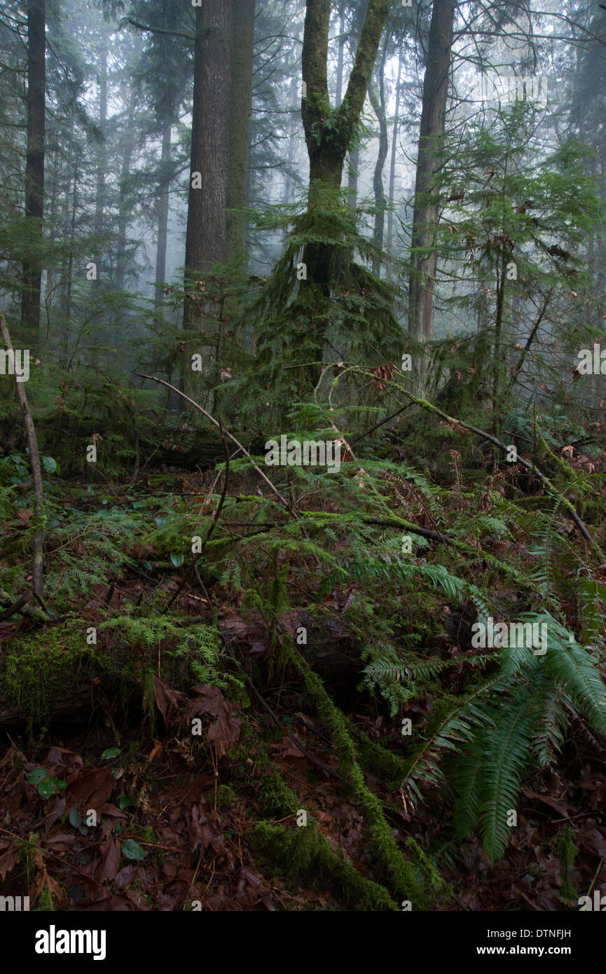 Ferns and cedar trees in a dark foggy rain forest on the west coast of North America Stock Photo