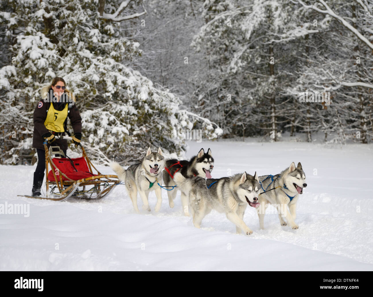 Woman musher exiting snowy forest with four Huskies in a dogsled race Stock Photo 66856136 Alamy