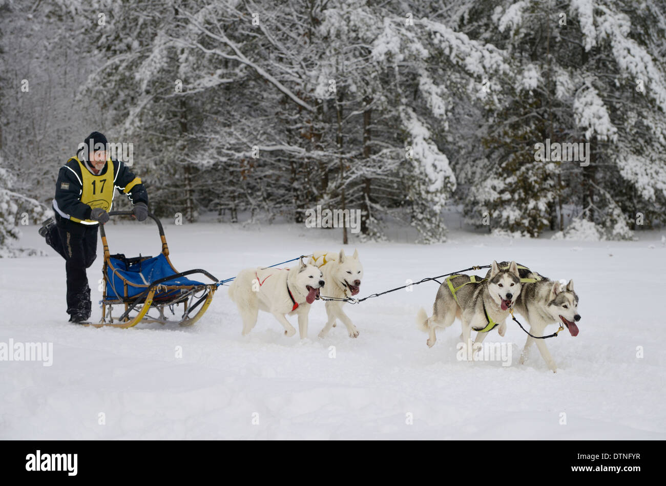 Male musher pushing four dog sled race event at Marmora Snofest Ontario Canada with snow covered evergreen trees Stock Photo