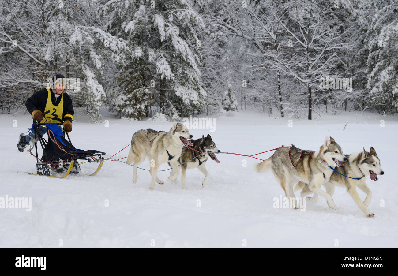 Male musher pushing off on four dog sled race event at Marmora Snofest Ontario Canada with snow covered trees Stock Photo