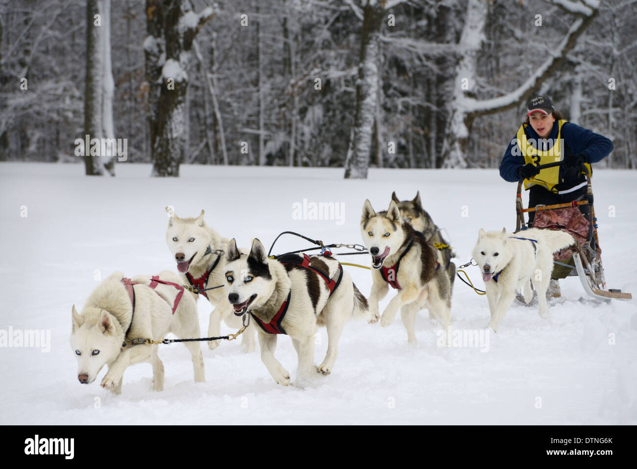 Keen young male musher with six Seppala sleddogs at start of 10 mile race in fresh snow Marmora Ontario Snofest Stock Photo