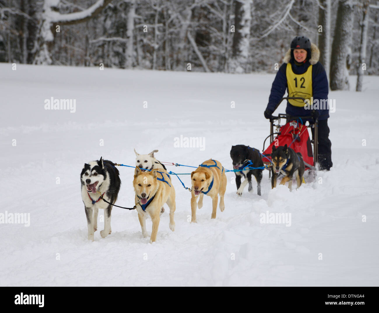 Smiling female musher with six sleddogs at start of 10 mile race in fresh snow Marmora Snofest Ontario Canada in winter Stock Photo
