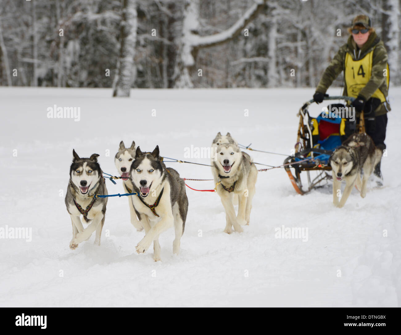 Boy musher racing six sleddog team in fresh snow at Marmora Snofest Ontario Canada in winter Stock Photo