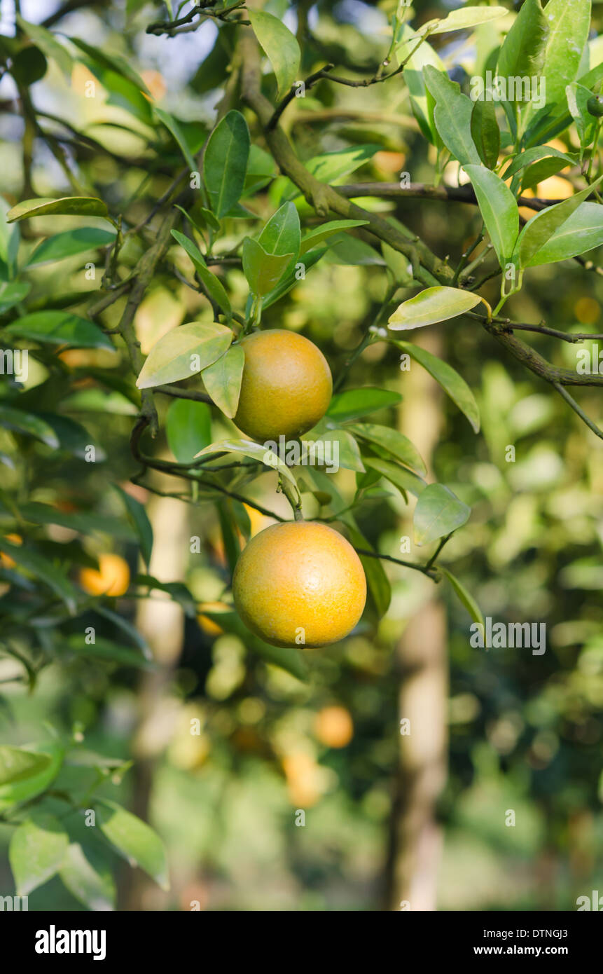 branch orange tree fruits with green leaves in sunlight Stock Photo Alamy