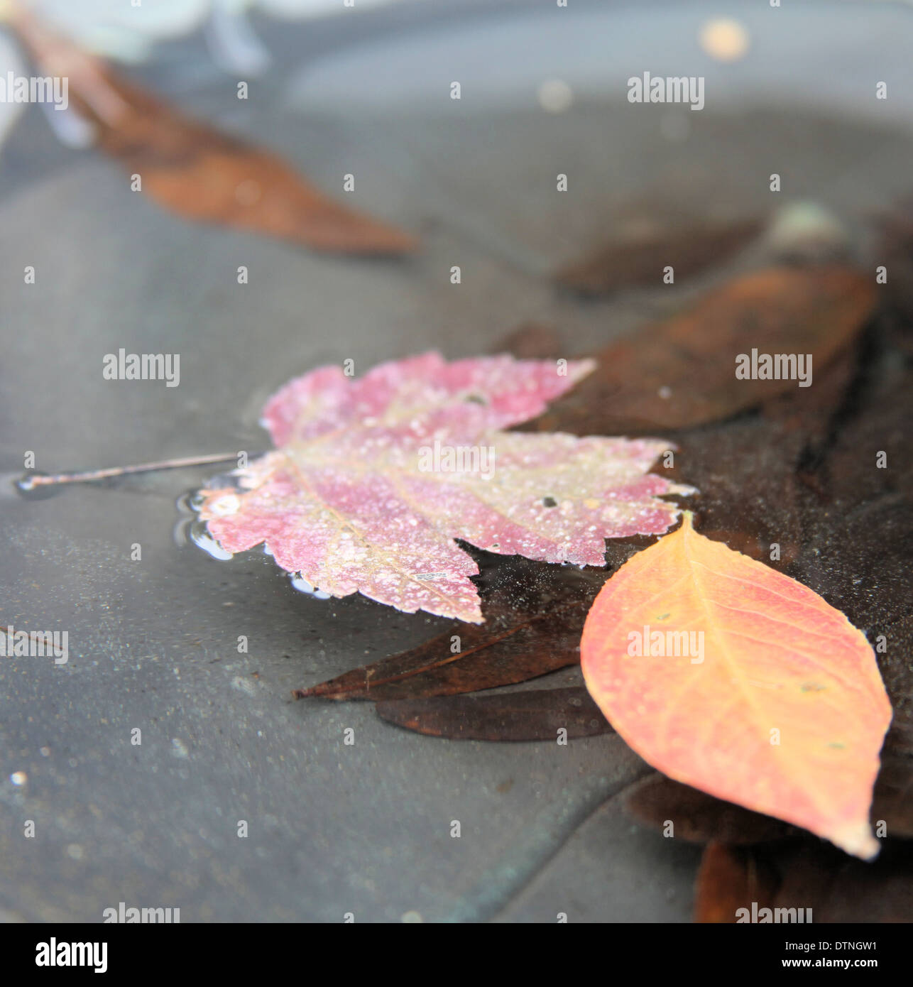 AUTUMN LEAVES FLOATING IN WATER Stock Photo - Alamy