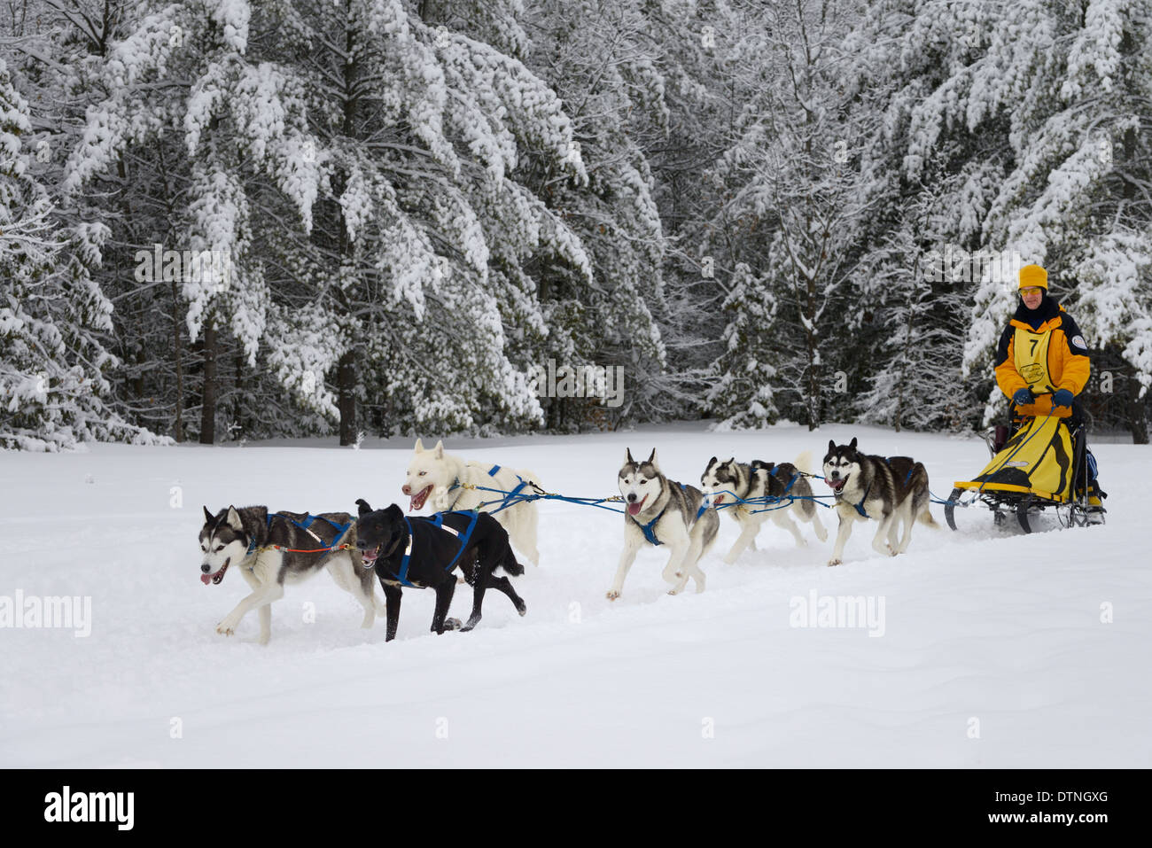Male musher with Huskies exiting snowy forest on six dog sled event at Marmora Snofest Ontario Canada with snow covered evergreen trees Stock Photo