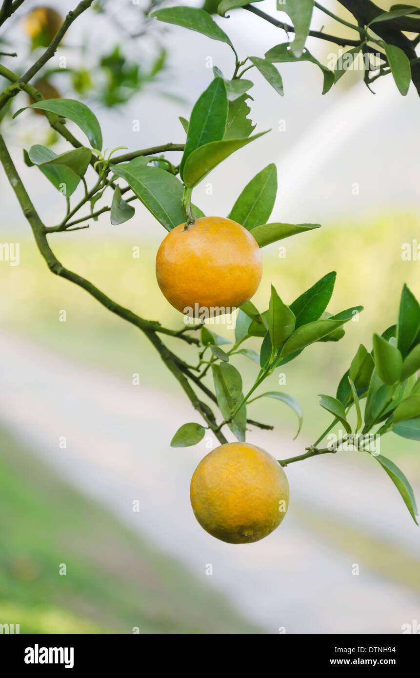 branch orange tree fruits with green leaves in sunlight Stock Photo Alamy
